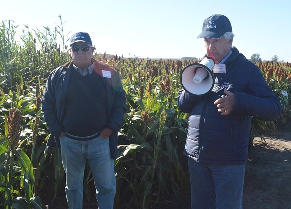 Argentina - Cómo funciona el gen de tolerancia al pulgón amarillo en sorgo - Image 1