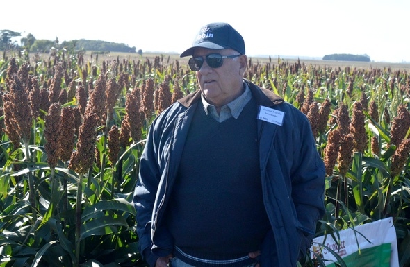 Argentina - Cómo funciona el gen de tolerancia al pulgón amarillo en sorgo - Image 2