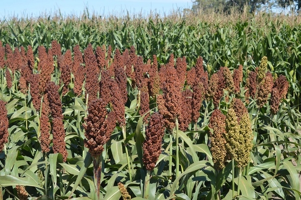 Argentina - Cómo funciona el gen de tolerancia al pulgón amarillo en sorgo - Image 3