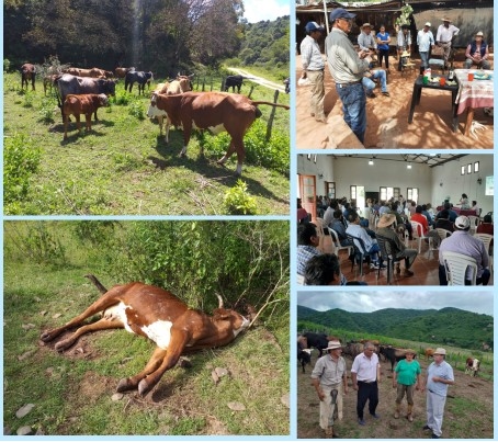 Argentina - Acciones conjuntas buscan detener el avance de la Rabia Bovina - Image 1