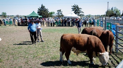 El INTA evalúa el potencial de los toros patagónicos - Image 2