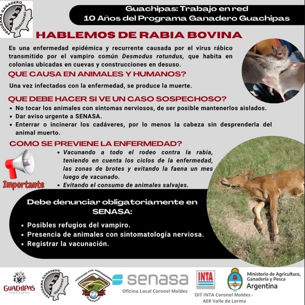 Argentina - Acciones conjuntas buscan detener el avance de la Rabia Bovina - Image 1