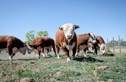 El INTA evalúa el potencial de los toros patagónicos - Image 1