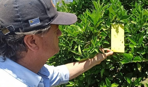 Reducen 21 % la presencia del insecto que transmite el HLB - Image 2