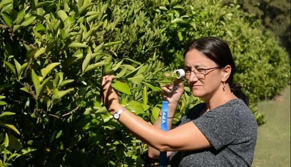 Reducen 21 % la presencia del insecto que transmite el HLB - Image 1