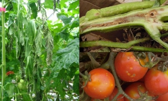 Argentina - Detectan una grave enfermedad del tomate a partir de síntomas invisibles - Image 3