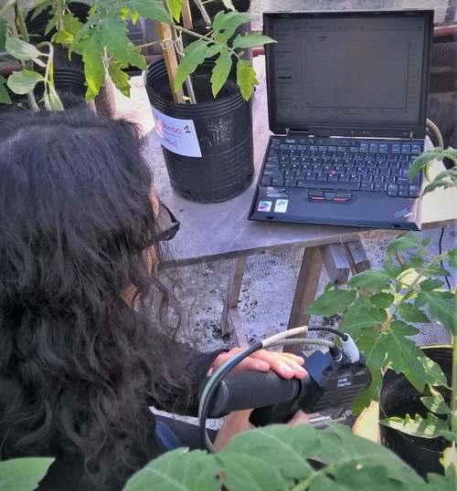 Argentina - Detectan una grave enfermedad del tomate a partir de síntomas invisibles - Image 2