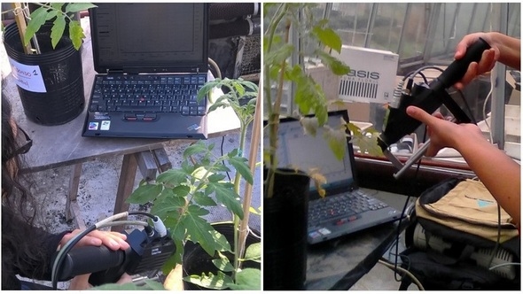 Argentina - Detectan una grave enfermedad del tomate a partir de síntomas invisibles - Image 1