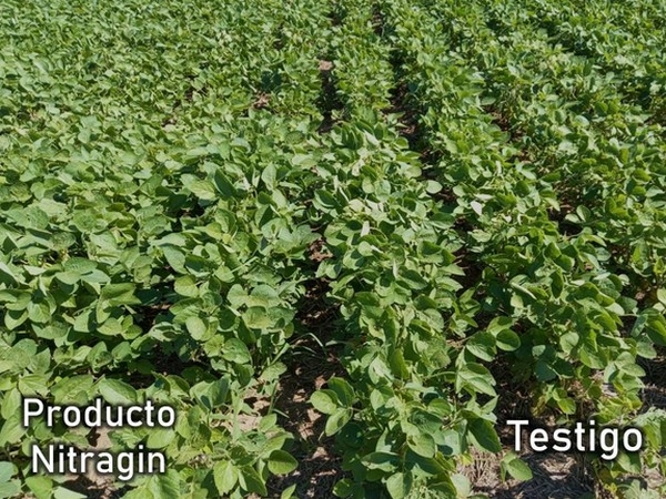 Argentina - Lanzarán un biológico para aprovechar mejor el fósforo del suelo - Image 1