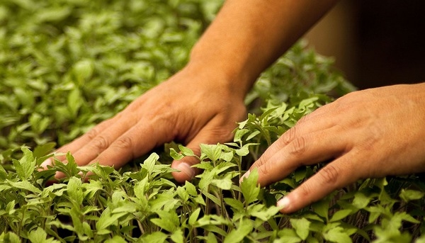 Argentina - Nuevas generaciones de agrónomos y su responsabilidad por el cuidado del medio ambiente - Image 1