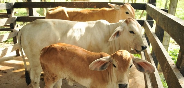 Colombia - UNAL diseña nuevo método para detectar tuberculosis bovina - Image 1