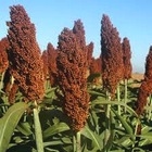 EE.UU. - Ventajas del Sorgo en la nutrición humana - Image 1