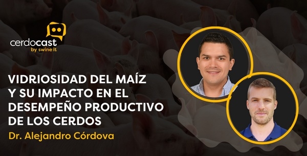 CerdoCast #69 - Vidriosidad del maíz, impacto en el desempeño porcino - Image 1