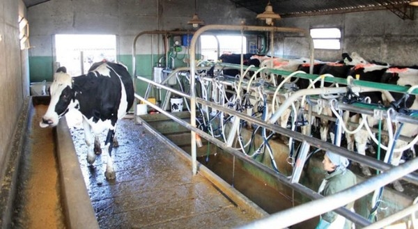 El INTA desarrolló la primera cepa vacunal a nivel mundial para combatir una enfermedad que afecta al 80% de los tambos - Image 1