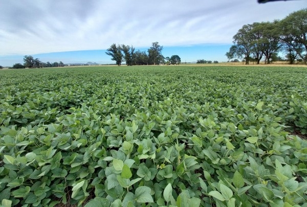 Argentina  - Soja: presentan variedad con alto potencial de rendimiento - Image 2