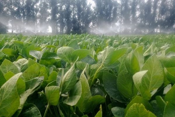 Argentina  - Soja: presentan variedad con alto potencial de rendimiento - Image 1