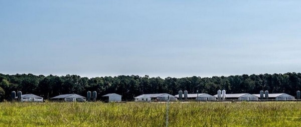 EE.UU. - Estudian sistema de alerta para prevenir enfermedades en granjas porcinas - Image 1