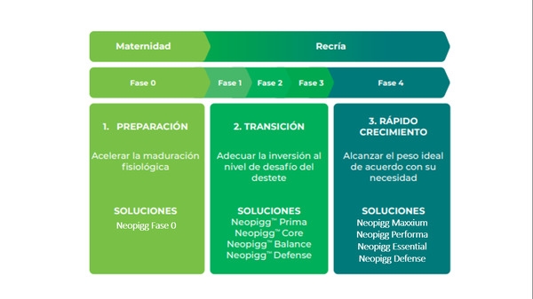 Provimi presenta Neopigg(r) nueva generación - más kilos en menos tiempo para la recría de cerdos - Image 2