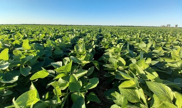 Soja: bioinoculantes incrementan la calidad y reducen emisiones - Image 2