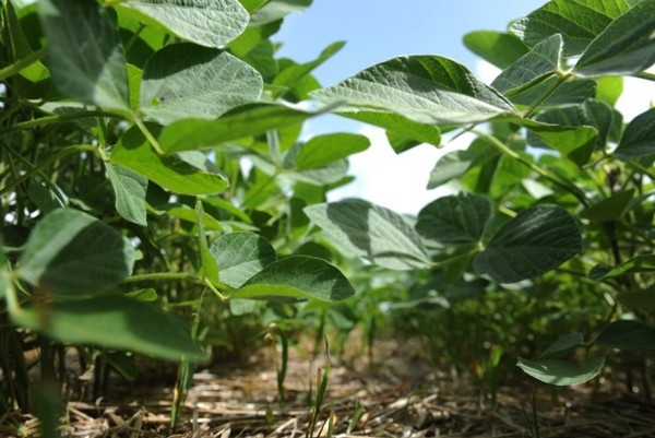 Soja: bioinoculantes incrementan la calidad y reducen emisiones - Image 1