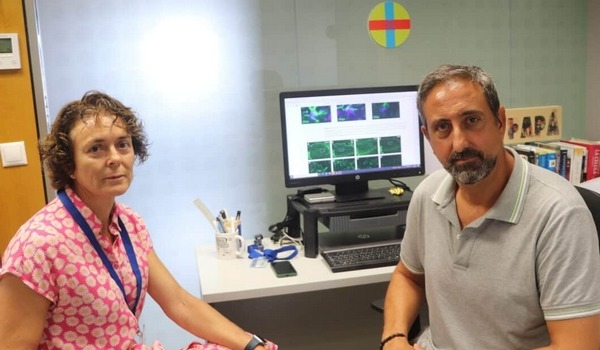 España - Procesos neurodegenerativos de una micotoxina presente en diversos alimentos - Image 2