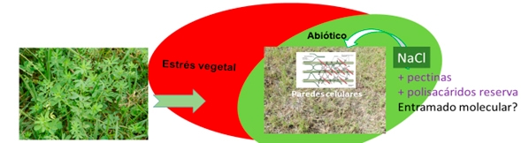 Estudio argentino identifica un secreto para mejorar la digestibilidad de un forraje para ganado - Image 1