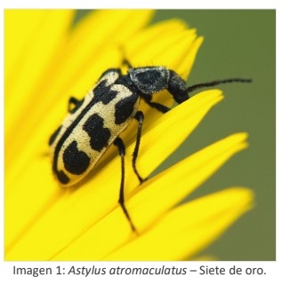Intoxicación por “7 de oro” (Astylus atromaculatus): - Image 1
