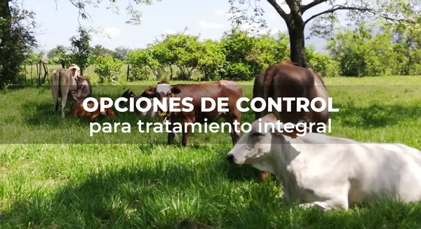 México: Desarrollo de candidatos a vacunas contra parasitosis en rumiantes - Image 1