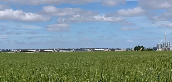 Argentina - Especialización en Producción y Sanidad Porcina - Image 3
