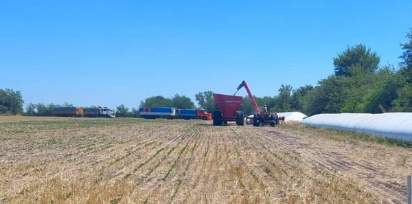 Argentina - Soja: cómo minimizar pérdidas de granos en la cosecha - Image 3