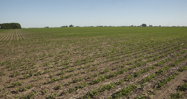 Argentina - Manejo responsable de nutrientes: Simposios Fertilidad 2023 - Image 1