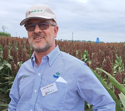Argentina - Tolerancia al pulgón amarillo en híbridos de sorgo - Image 2
