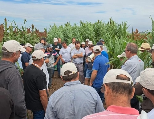 Argentina - Tolerancia al pulgón amarillo en híbridos de sorgo - Image 3