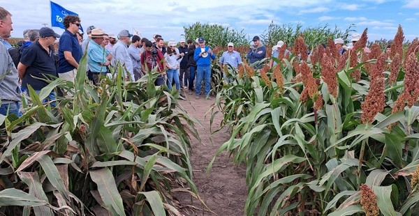 Argentina - Tolerancia al pulgón amarillo en híbridos de sorgo - Image 1