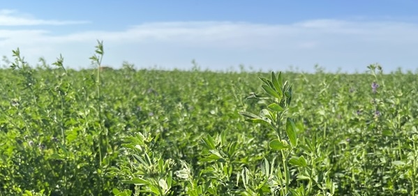 Argentina - Nutrición de pasturas, clave del éxito en empresas ganaderas - Image 1