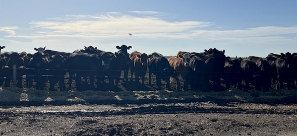 Argentina - Nutrición de pasturas, clave del éxito en empresas ganaderas - Image 2