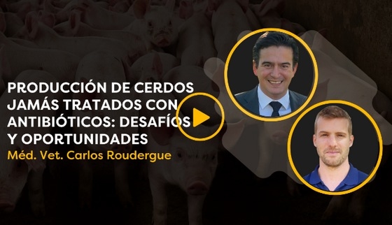 CerdoCast #95: Cerdos que jamás recibieron antibióticos - Image 1