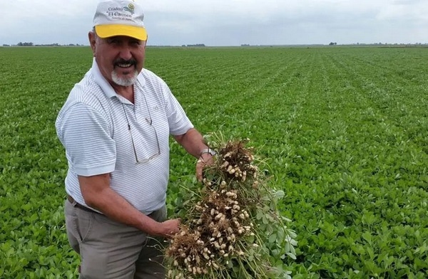 Argentina - Maní: Investigan cultivares contra el carbón y el tizón - Image 1