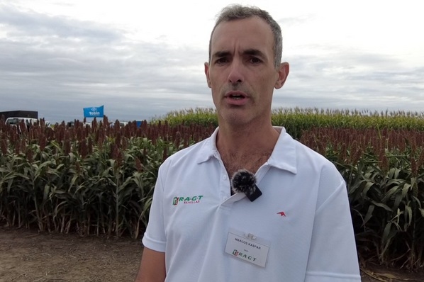 Argentina - Lanzan nueva línea de semillas de trigo en el país - Image 1