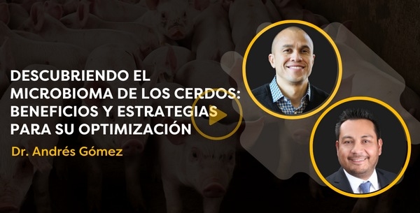 Descubriendo el microbioma de los cerdos: beneficios y estrategias para su optimización - Image 1