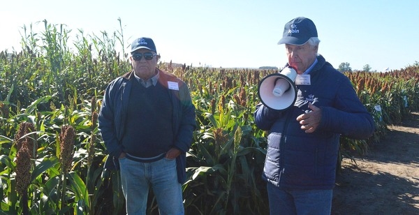 Argentina - Presentan Maíz, girasol y una amplia variedad de sorgos tolerantes a pulgón amarillo - Image 4