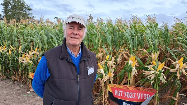 Argentina - Presentan Maíz, girasol y una amplia variedad de sorgos tolerantes a pulgón amarillo - Image 2