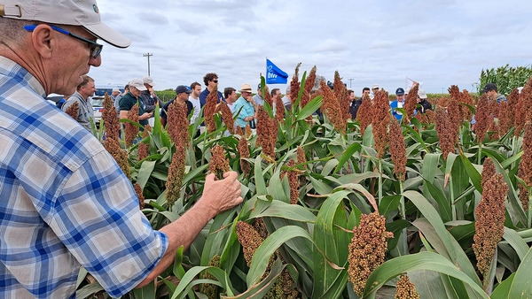 Argentina - Presentan Maíz, girasol y una amplia variedad de sorgos tolerantes a pulgón amarillo - Image 1