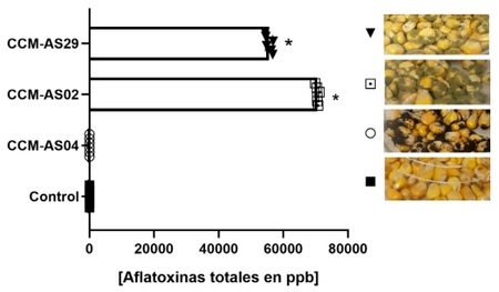 Paraguay - Estudian contaminación de granos de maíz con Aspergillus y aflatoxinas - Image 1
