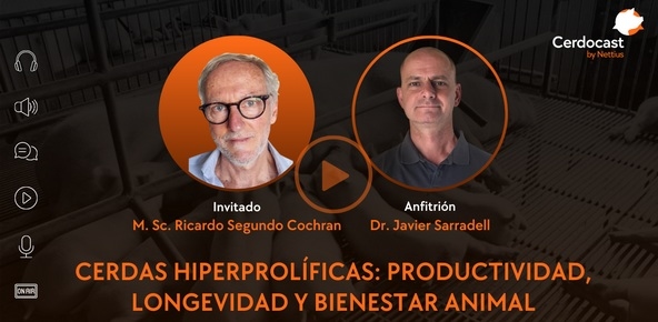 CerdoCast: Cerdas hiperprolíficas: productividad, longevidad y bienestar animal - Image 1