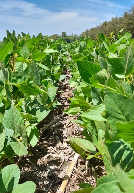 Argentina - Presentan herbicida con tecnología de micronizado para control de malezas - Image 1