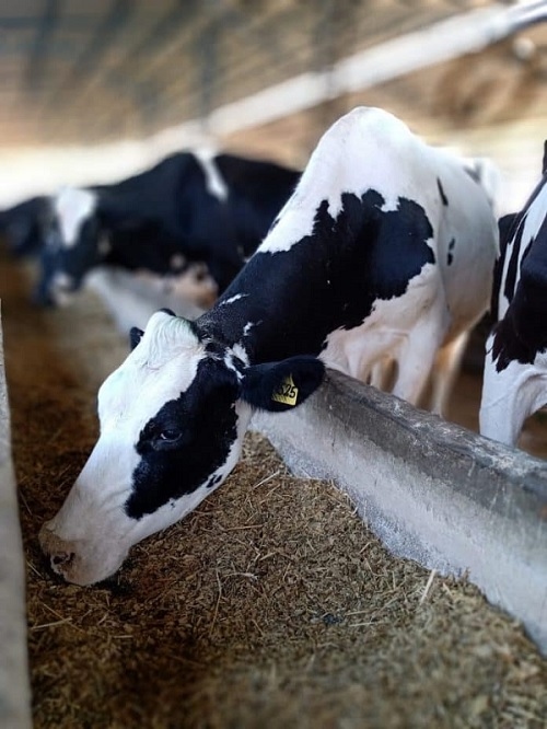 Aumento eficiente del redimiento de leche - Image 1