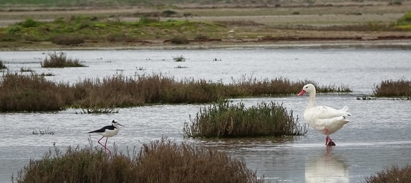 Chile - Bioseguridad en humedales: Exitoso programa de apoyo a pequeños productores avícolas - Image 2