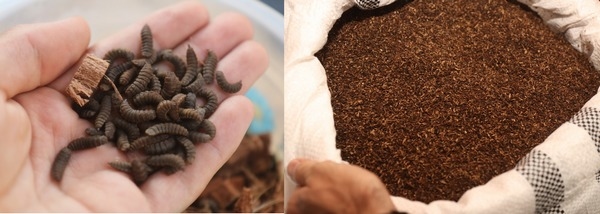 España - Construyen nueva planta de producción de mosca soldado negra - Image 3