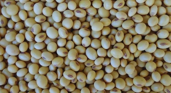 Argentina - INTA Paraná 6000: un cultivar de soja todo terreno - Image 1